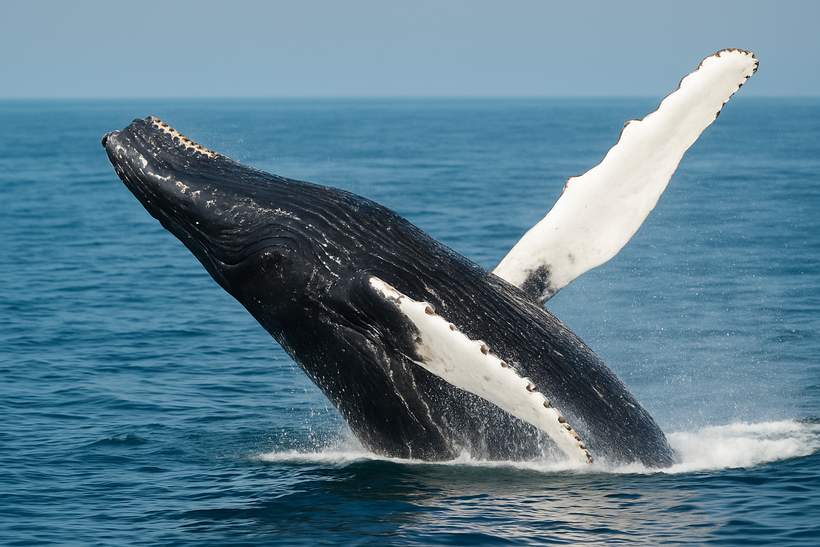 Are Bitcoin Whales Really Back In The Market? CryptoQuant Researcher Says No