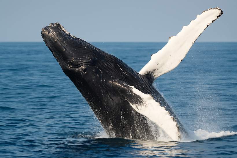Bitcoin Whales Go Shopping: 10,000 BTC Accumulated In 3 Days