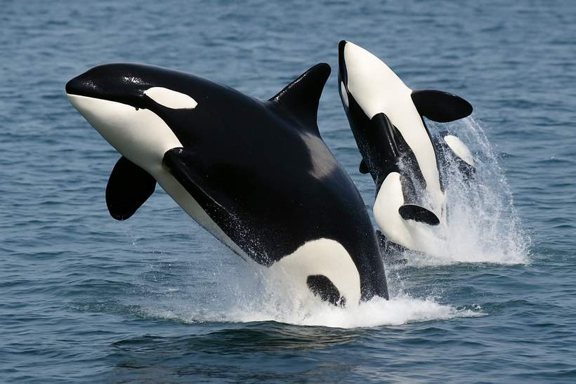 Veteran Whales Blamed For Bitcoin’s Sharp Slide, Crypto Boss Says